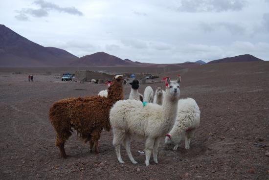 Salar d'Uyuni