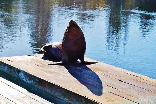 Valdivia