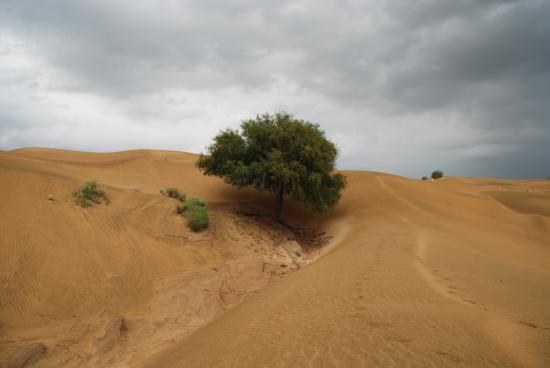 Rajasthan - Jaisalmer