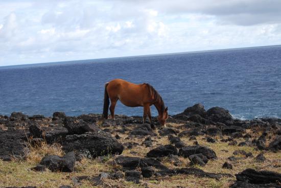 Les Moai de Rapa Nui