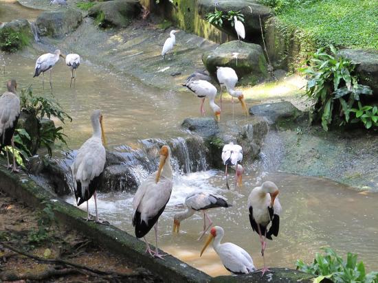 Kuala Lumpur - Parc aux oiseaux