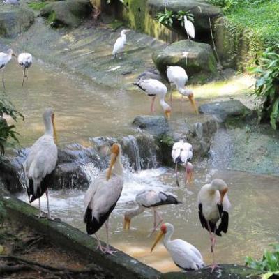 Kuala Lumpur - Parc aux oiseaux