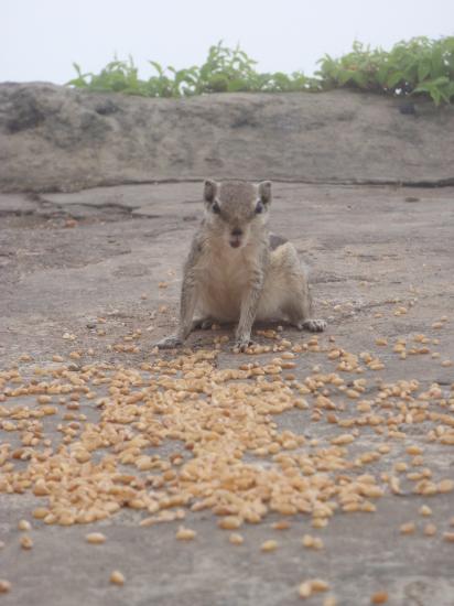 Gujarat - Montagne sacrée de Girnar Hill