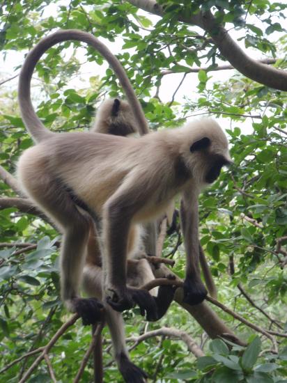 Gujarat - Montagne sacrée de Girnar Hill