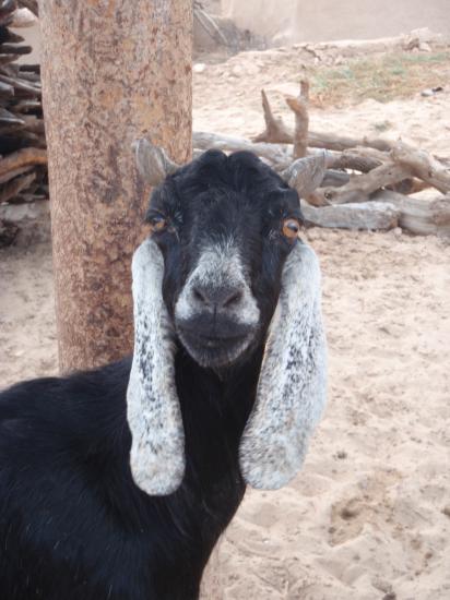 Rajasthan - Jaisalmer