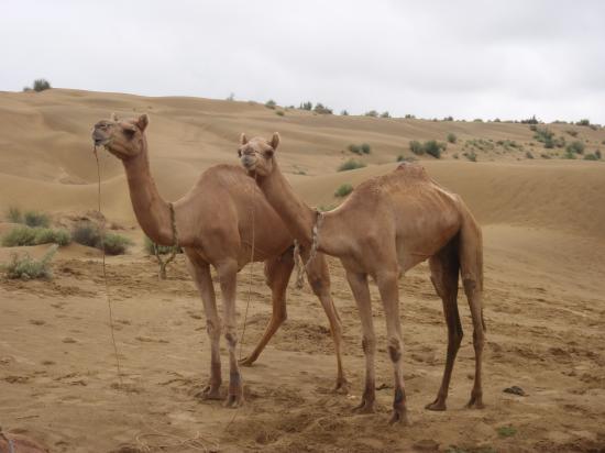 Rajasthan - Jaisalmer